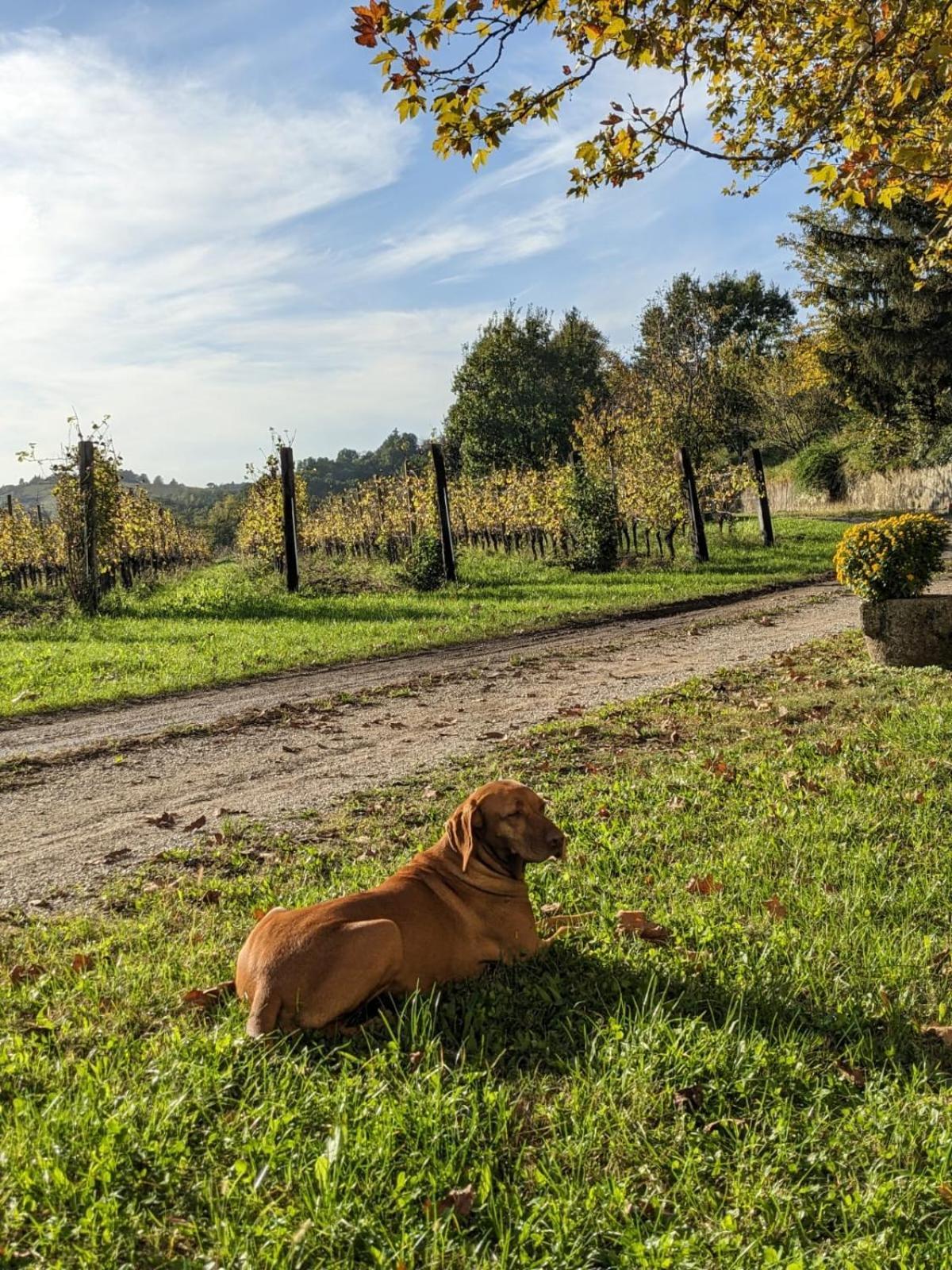 Castel San Mauro Hotel Gorizia Bagian luar foto